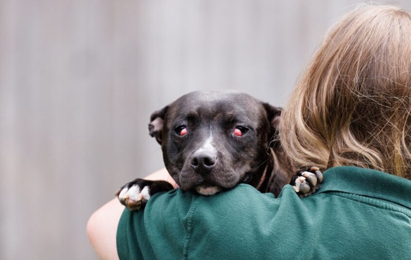 A dark brown and white stafforsdhire bull terrier, over the shoulder of a blonde female. The female is wearing a green tshirt. The dog has a neutral expression, with big red swollen lumps blocking the eyes