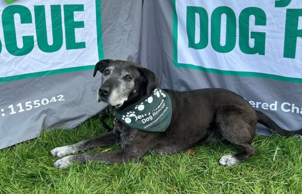 Elderly black and grey labrador x staffie, wearing a green bandana, lying in front of banners.