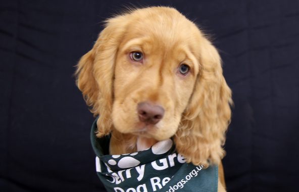 Sad looking golden spaniel wearing a green bandana.