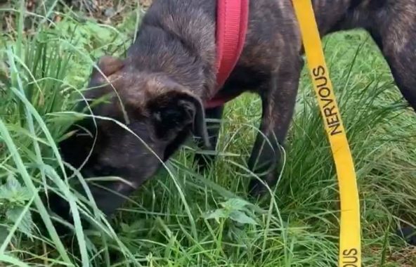 Brown dog snuffling in long grass, wearing a red harness and yellow lead.