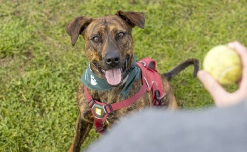 Brindle cross-breed dog waiting for tennis ball to be thrown