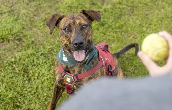 Brindle cross-breed dog waiting for tennis ball to be thrown