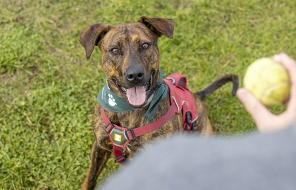 Brindle cross-breed dog waiting for tennis ball to be thrown