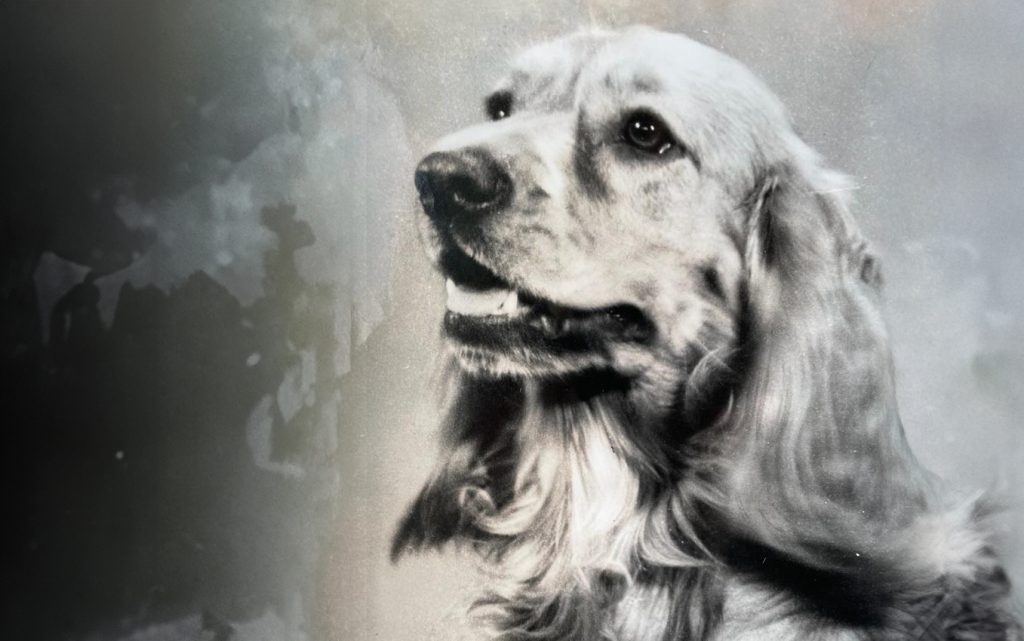 Black and white photo of a spaniel dog called Rusty