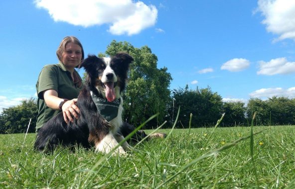 Young lady kneeling in paddock with black and white border collie.
