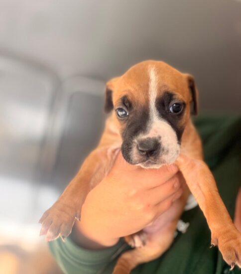 Pigeon, a 1 month old female Staffordshire Bull Terrier X available for adoption from Jerry Green Dog Rescue in Lincolnshire