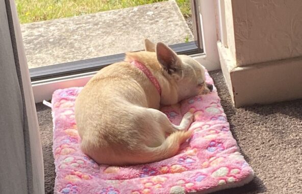 Cream chihuaha lying asleep on a pink pawprint bed by a window.