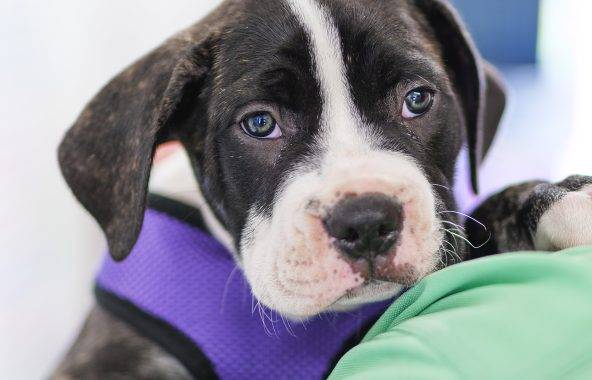 Brindle and white puppy being held.