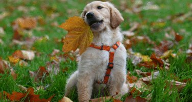 Golden retriever puppy wearing an orange harness, playing with an Autumn leaf.