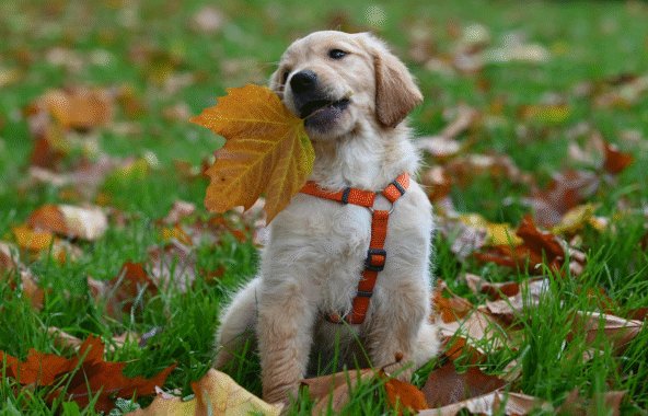 Golden retriever puppy wearing an orange harness, playing with an Autumn leaf.
