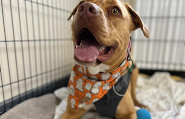 Bully type sand-coloured cross-breed dog laying in crate with blankes wearing a Halloween inspired bandana looking just above camera in relaxed position