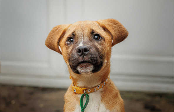 Close-up of beige cross-breed puppy looking directly at the camera