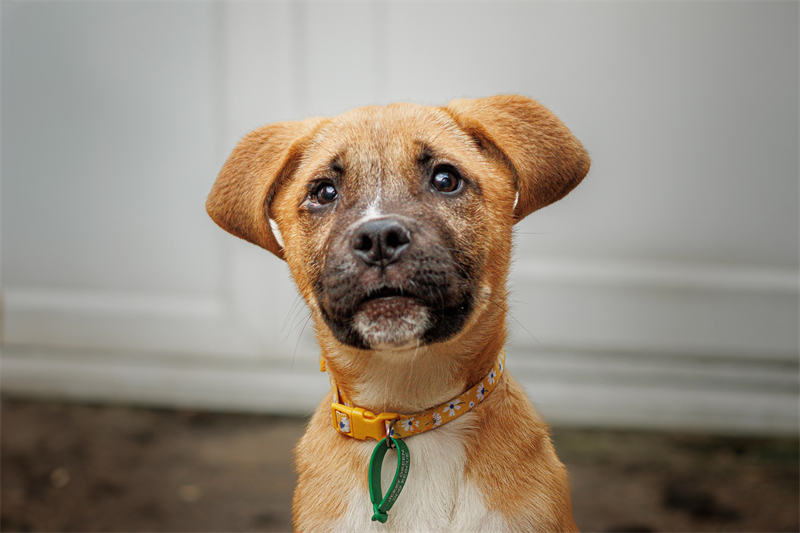 Close-up of beige cross-breed puppy looking directly at the camera