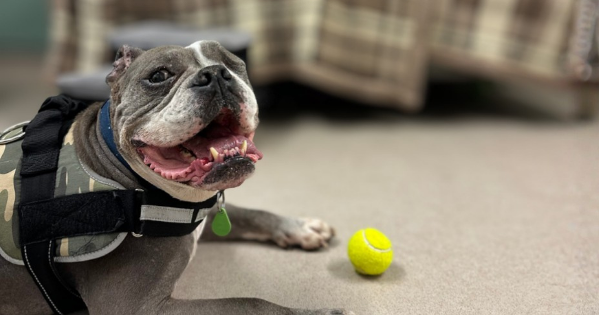 English bulldog wearing a harness, with a yellow ball.
