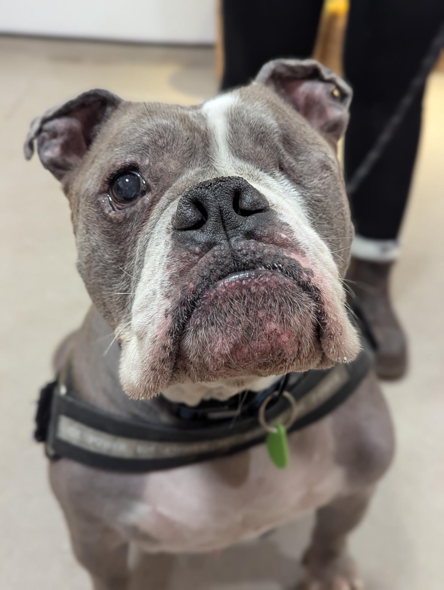 English bulldog that has had one eye removed.