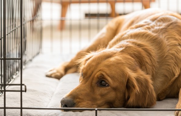 Golden Retriever in dog crate
