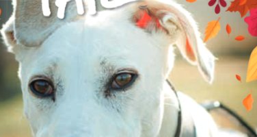 White Lurcher dog with overlaid Happy Tails and autumn leaves graphics