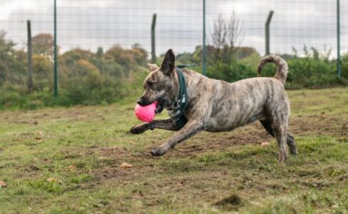Brindle cross-breed dog chasing a ball in field