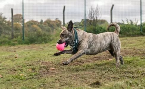 Brindle cross-breed dog chasing a ball in field