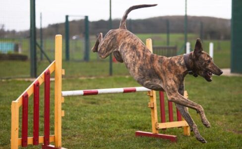Brindle dog in the air over a yellow, red and white jump.