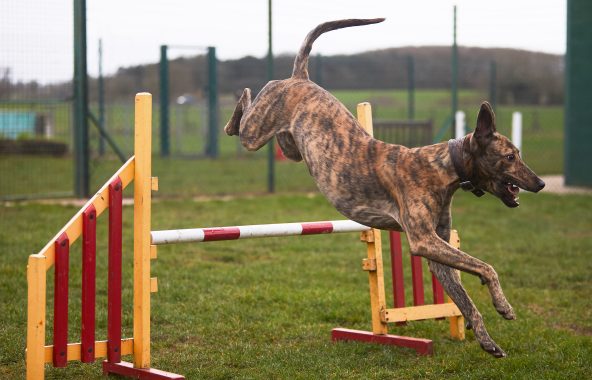 Brindle dog in the air over a yellow, red and white jump.