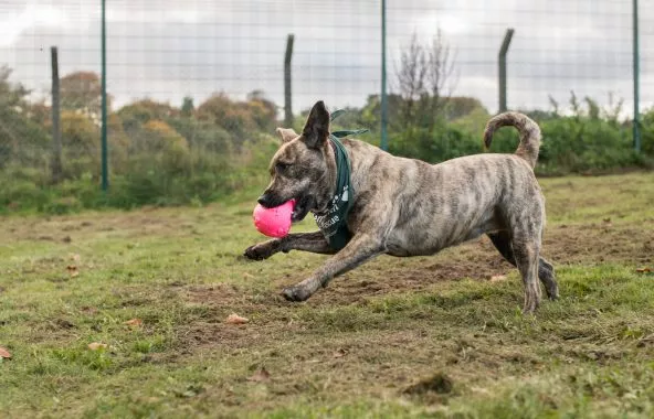 Brindle cross-breed dog chasing a ball in field