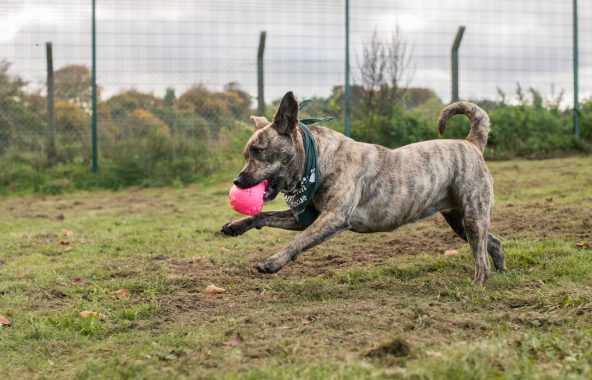 Brindle cross-breed dog chasing a ball in field