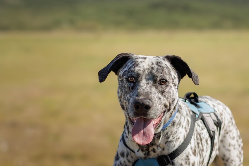 A black and white dalmation cross healer dog standing in a grassy field