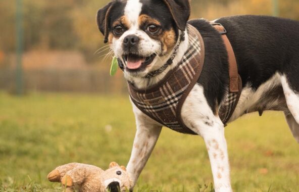Black, white and brown small crossbreed dog playing in a field wearing a brown checked harness looking happy with tongue out