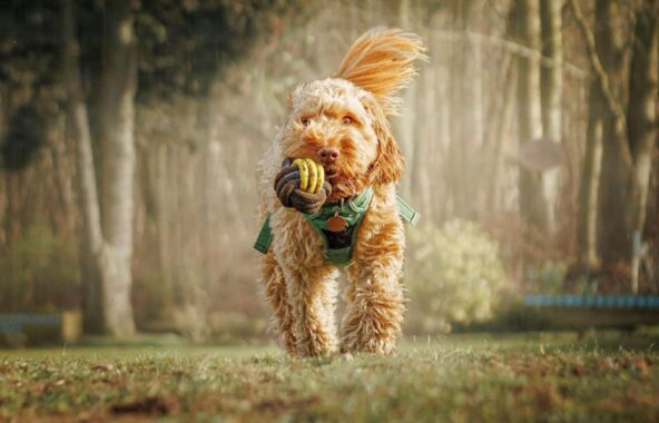 Apricot crossbreed Cockapoo running in field wearing a green harness with blue and yellow rope ball in it's mouth