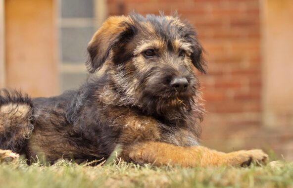 Crossbreed puppy laying in grass looking to right