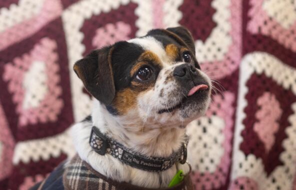 Black, white a tan Pug-cross on a sofa covered in a pink, white and burgundy crochet blanket