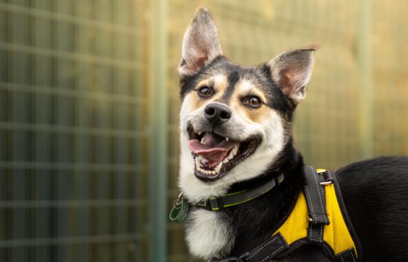 Black, white and beige crossbreed dog wearing yellow harness looking happy with tongue out