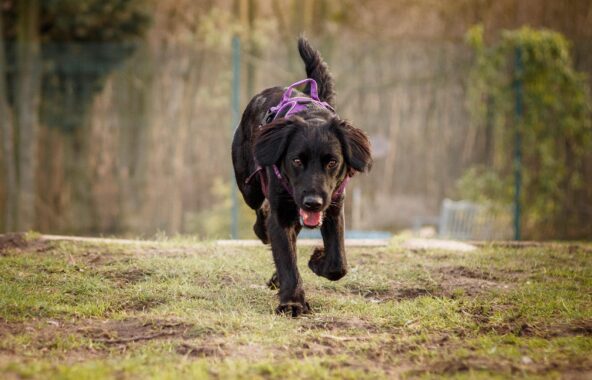 Black Spaniel dog walking over grass wearing a purple harness