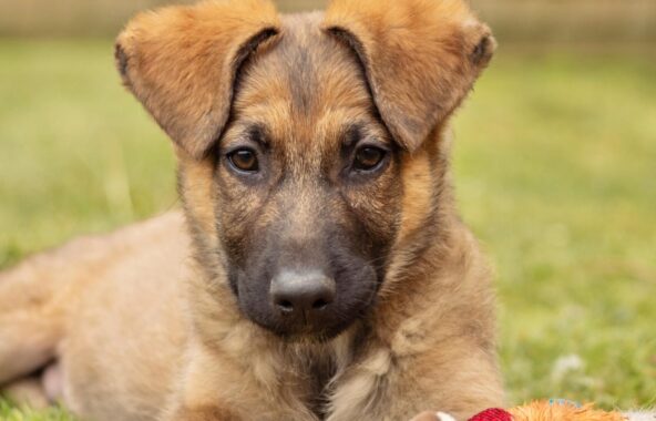 German Shepherd puppy approximately 12 weeks old laying on grass with a fox toy in front of them looking directly at the camera