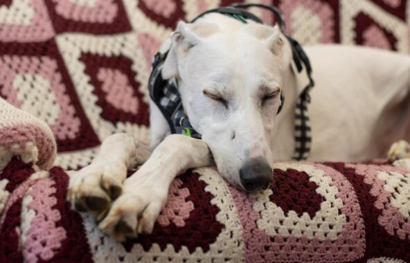 White Lurcher dog asleep on a sofa covered in a pink cream and burgundy crocheted blanket