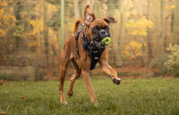 Tan Boxer dog wearing black harness running on grass with tennis ball in mouth