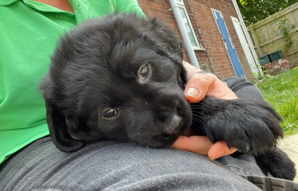 Body of a person wearing grey jeans and a grey tshirt with a black Labrador type puppy laying in their lap looking directly at the camera