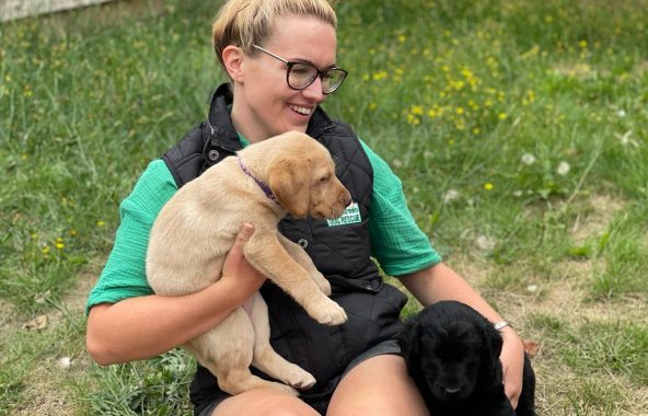 Smiling young lady sitting on grass with a litter of labrador puppies.