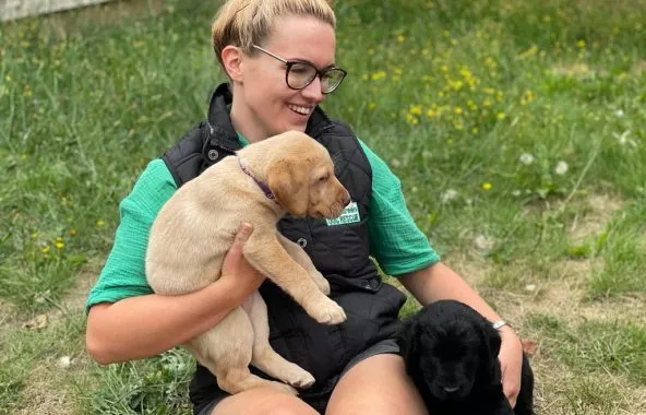 Smiling young lady sitting on grass with a litter of labrador puppies.