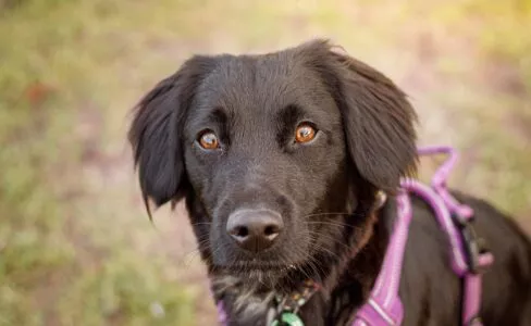 Headshot of black cocker spaniel looking at camera wearing purple harness