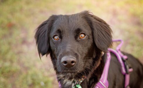 Headshot of black cocker spaniel looking at camera wearing purple harness