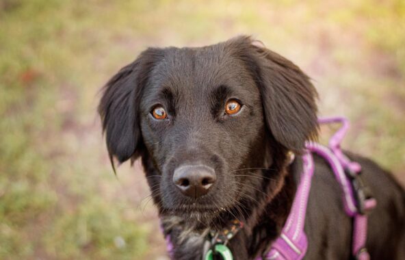 Headshot of black cocker spaniel looking at camera wearing purple harness