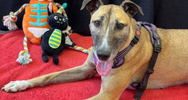 Sand, white and black lurcher laying on red blanket with black background and Halloween toys and decorations around her