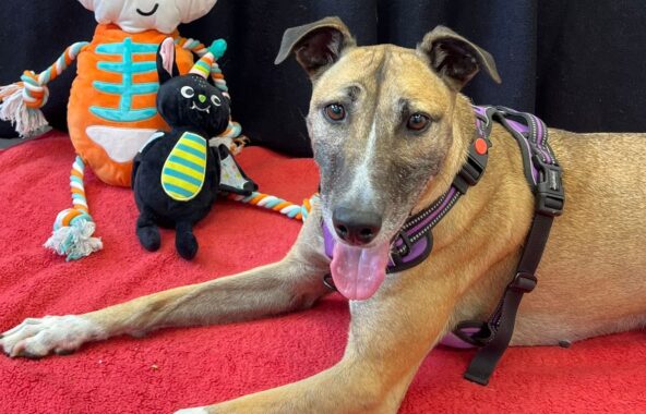 Sand, white and black lurcher laying on red blanket with black background and Halloween toys and decorations around her