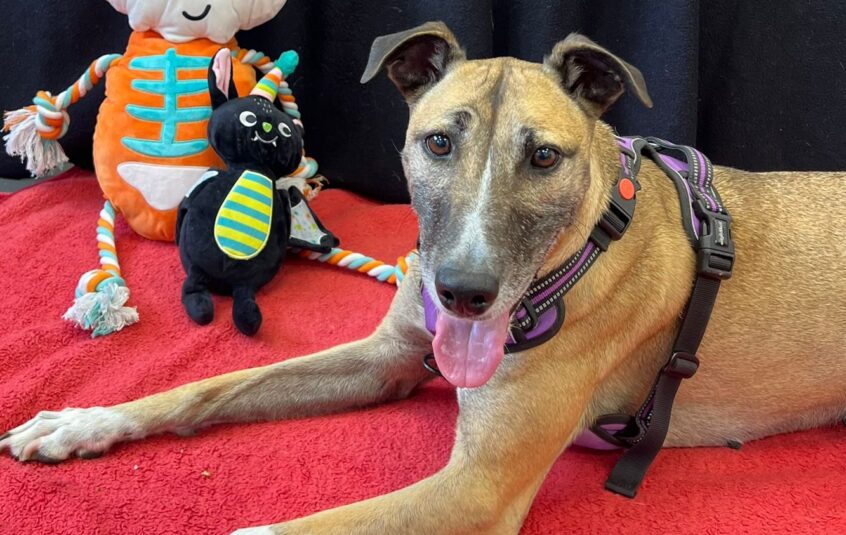Sand, white and black lurcher laying on red blanket with black background and Halloween toys and decorations around her