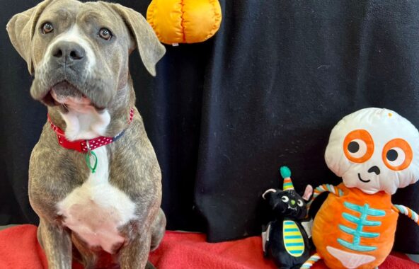 Grey and white Cane Corso dog wearing a red collar sat on a red blanket with black background surrounded with Halloween toys