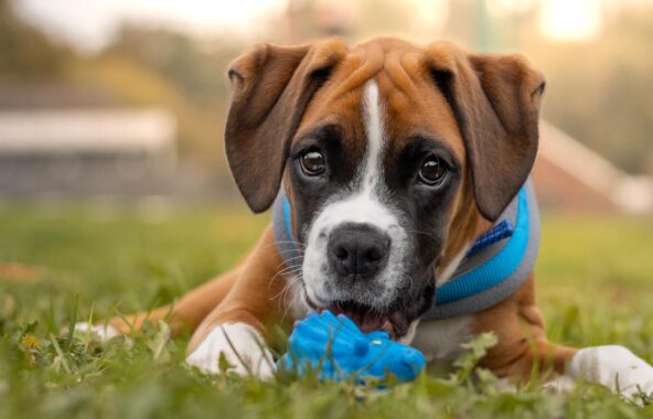 Boxer dog puppy wearing blue harness laying in grass looking directly at camera with small blue dinosaur dog toy in front of him