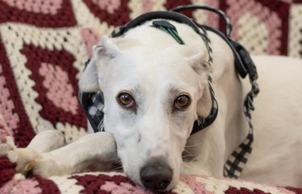 A white lurcher laying down on a sofa, covered in a pink and white blanket