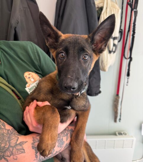 Digby, a 3 months old male Belgian Malinois available for adoption from Jerry Green Dog Rescue in Lincolnshire